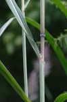 Sugarcane plumegrass